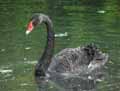 Cygne-noir-20120823134903.jpg
