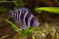 Cyphotilapia-frontosa-20120822223420.jpg