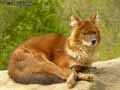 Dhole-20120822232030.jpg
