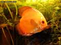 Discus-20120822215025.jpg