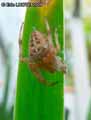 Epeire-diademe-20141124174156.jpg