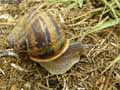 Escargot-20120822213144.jpg