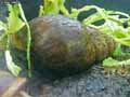 Escargot-20120822213225.jpg