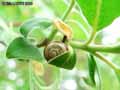 Escargot-20120822213443.jpg