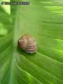Escargot-20120822213727.jpg