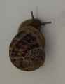 Escargot-20131020190914.jpg