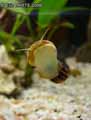 Escargot-ampulaire-20120822213843.jpg