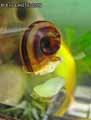 Escargot-d-eau-douce-20120822213859.jpg