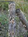 Escargots-cagouilles-20120822213741.jpg