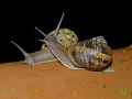 Escargots-de-bourgogne-20130709133136.jpg