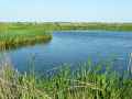 Etang-borde-de-roseliere-20120822165250.jpg