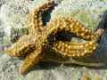 Etoile-de-mer-20131026132534.jpg