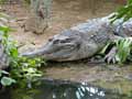 Faux-gavial-20120823014022.jpg