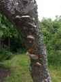 Felin-des-arbres-fruitiers-20131020184904.jpg