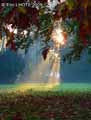 Fin-de-journee-d-automne-20120822172817.jpg