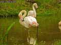 Flamants-roses-20120823132410.jpg