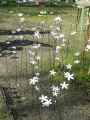 Fleurs-en-metal-20130427220643.jpg