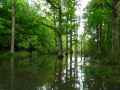 Foret-de-chenes-inondee-20131020191855.jpg