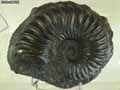Fossile-de-coquillage-20120822213111.jpg