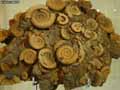 Fossiles-de-coquillages-20120822213054.jpg