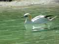 Fou-de-Bassan-20120823134618.jpg