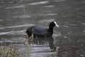 Foulque-noire-20120823133214.jpg