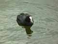 Foulque-noire-20120823134837.jpg