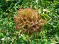 Gale-du-rosier-20141124163702.jpg