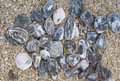 Galets-noirs-et-blancs-20120822205307.jpg