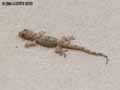 Gecko-20120823013611.jpg