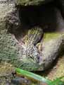 Gecko-leopard-20120823014248.jpg