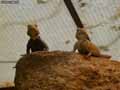 Geckos-20120823014257.jpg