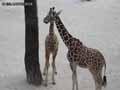 Girafe-20120823000214.jpg