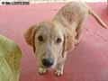 Golden-retriever-20120822235126.jpg