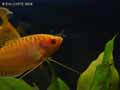 Gourami-20120822224025.jpg