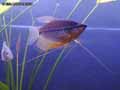 Gourami-mosaique-20120822222325.jpg