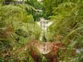 Gouttiere-bois-et-fougeres-arborescentes-20120822173336.jpg
