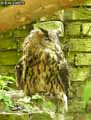 Grand-duc-20120823133131.jpg
