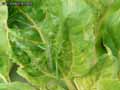 Grande-sauterelle-verte-20141124153909.jpg