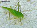 Grande-sauterelle-verte-20141124161749.jpg