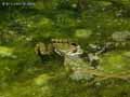 Grenouille-20120823013431.jpg