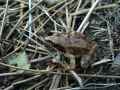 Grenouille-rousse-20131020184814.jpg
