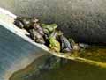 Grenouilles-20120823013402.jpg