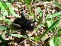 Grillon-charentais-20141124172950.jpg