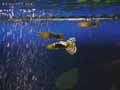 Guppy-20120822224411.jpg