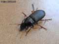 Harpale-20141124162207.jpg