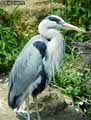 Heron-20120823133545.jpg