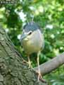 Heron-Bihoreau-Gris-20120823135531.jpg