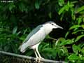 Heron-Bihoreau-Gris-20120823135541.jpg