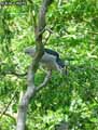 Heron-Bihoreau-Gris-20120823135559.jpg